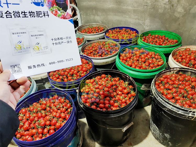 夫沃施進口肥怎么樣？