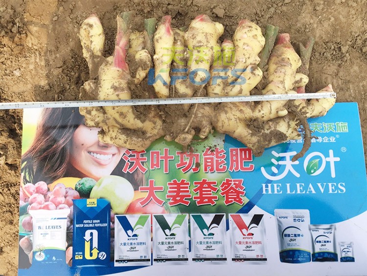 水溶肥用量少，可是效果卻很好！