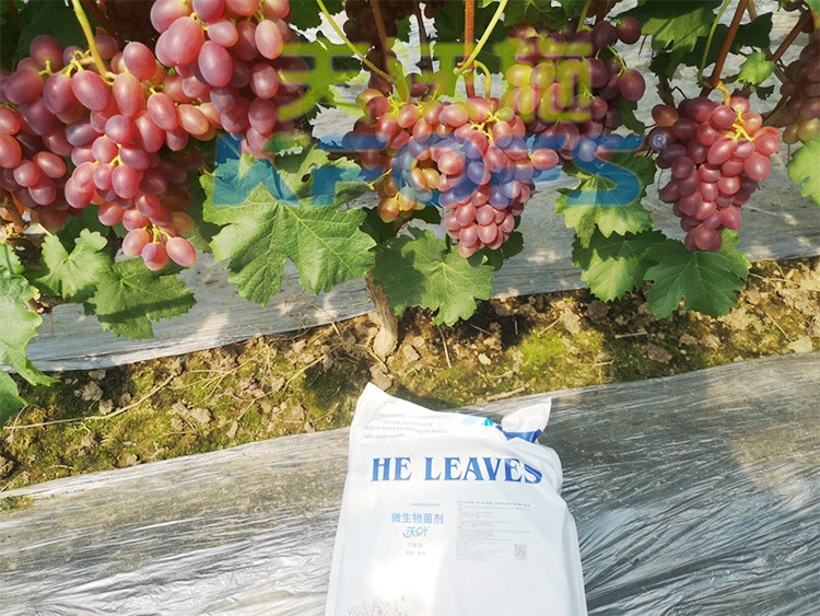 水溶肥用量少，可是效果卻很好！