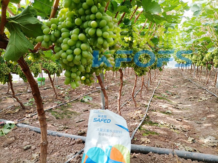 水溶肥價格高，可是用的人卻很多！