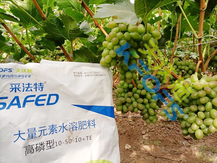 水溶肥價格高，可是用的人卻很多！