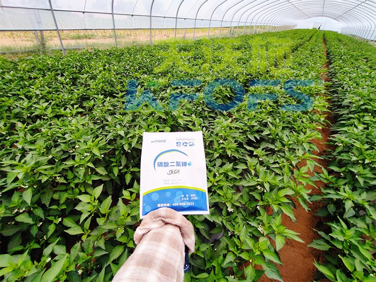 磷酸二氫鉀不好用？那是因為沒選對！