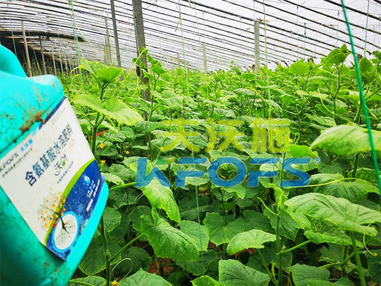 水溶肥那么多，為什么推薦你用這款？