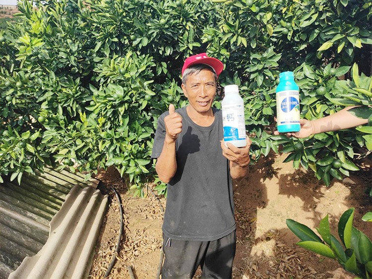 柑橘轉(zhuǎn)色，這幾點(diǎn)你一定要注意！