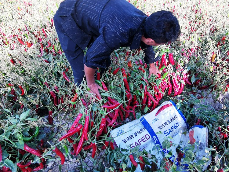 顆粒水溶肥蔬菜上該選什么樣的？