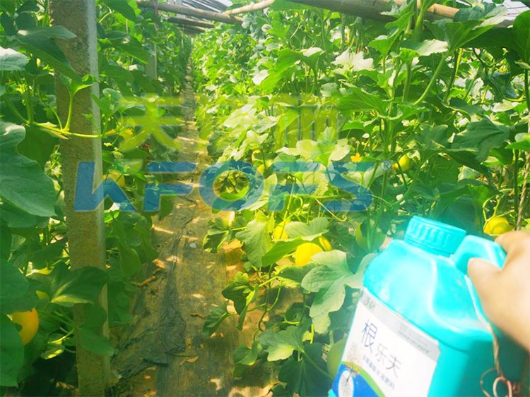 甜瓜用哪個水溶肥廠家的產品好？