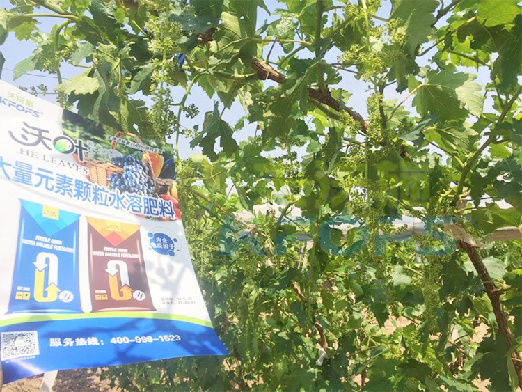 葡萄抽梢粗細不齊，如何搭配水溶肥調理？