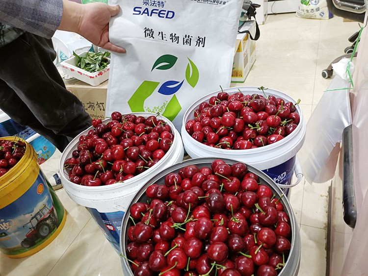 水溶肥哪家好？看完這篇不疑惑！