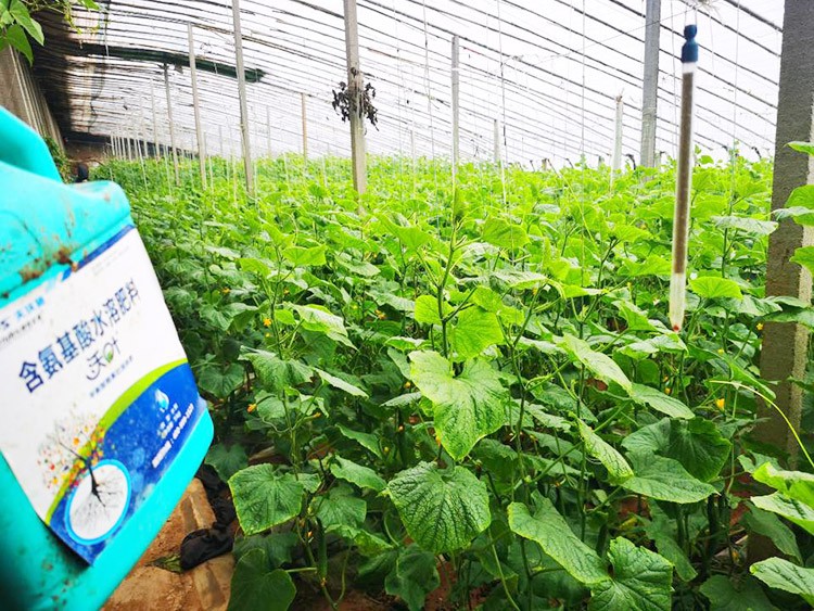 水溶肥品牌選沃葉，讓你脫穎而出！