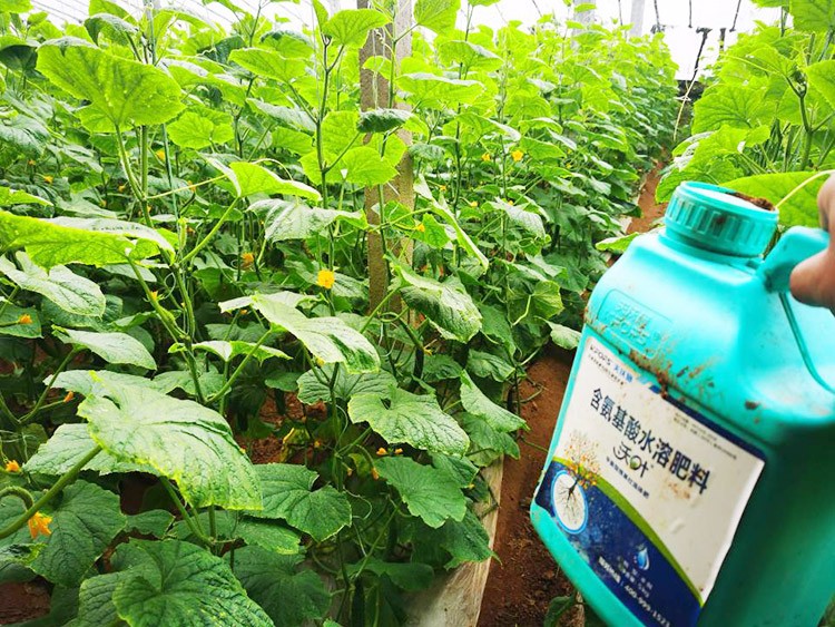 水溶肥品牌選沃葉，讓你脫穎而出！
