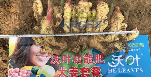 水溶肥用量少，可是效果卻很好！