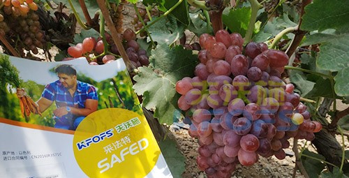 磷酸二氫鉀為什么都說粉劑的好？