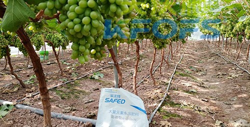 水溶肥價(jià)格高，可是用的人卻很多！