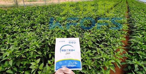 磷酸二氫鉀不好用？那是因?yàn)闆]選對(duì)！