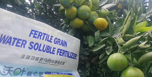 柑橘轉(zhuǎn)色，這幾點(diǎn)你一定要注意！