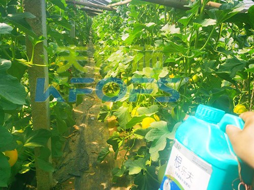 甜瓜用哪個(gè)水溶肥廠(chǎng)家的產(chǎn)品好？