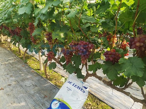 葡萄抽梢粗細(xì)不齊，如何搭配水溶肥調(diào)理？