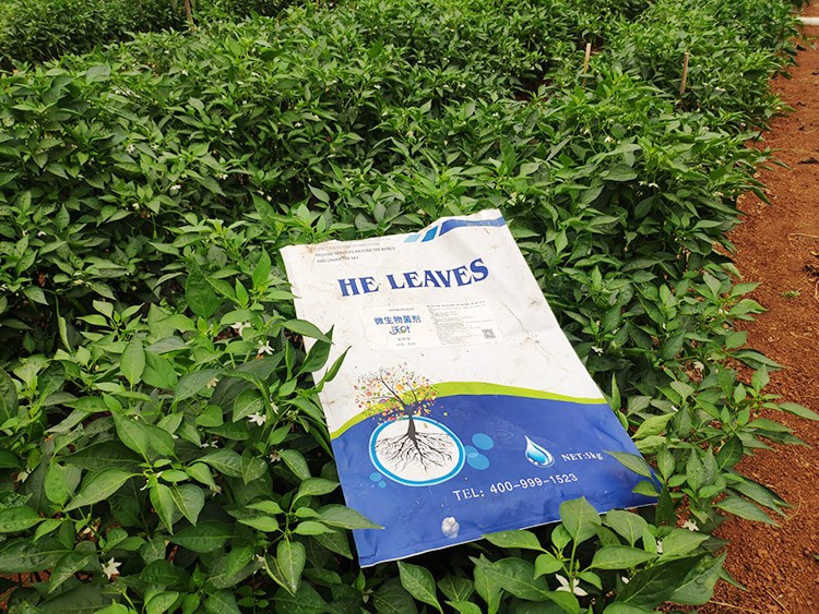 辣椒用什么水溶肥病害少？