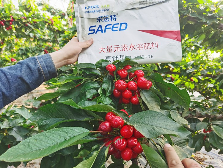 大櫻桃用什么水溶肥又大又甜？