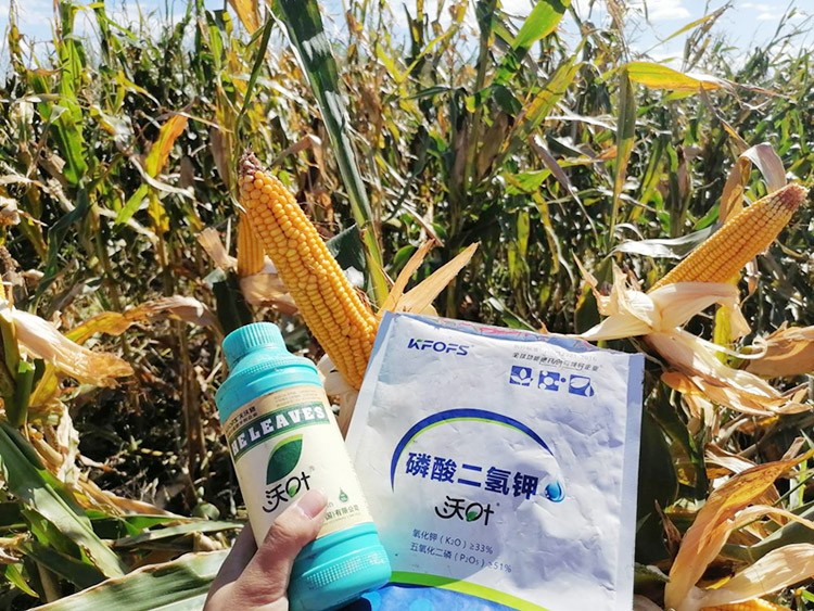 玉米葉面肥哪個(gè)品牌好？
