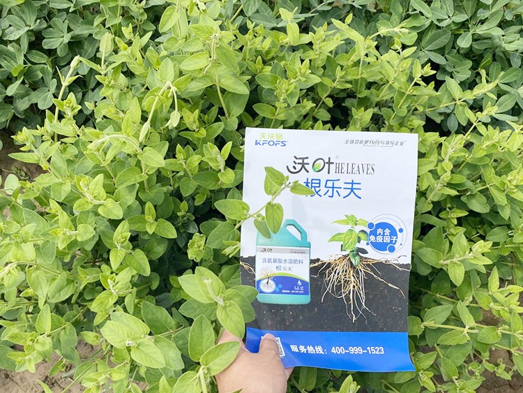 水溶肥這樣搭配使用，解決金銀花根腐黃化