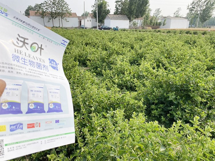 水溶肥這樣搭配使用，解決金銀花根腐黃化