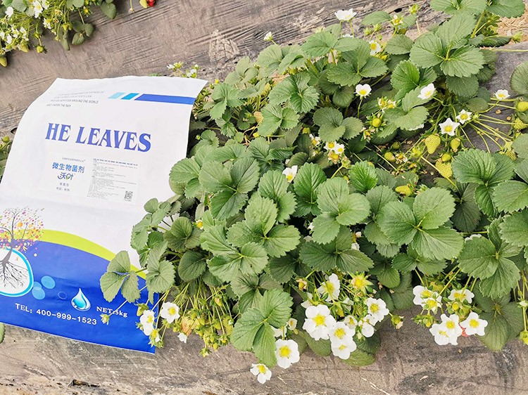 草莓微生物菌劑哪種好？別用錯(cuò)了！