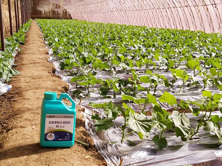 黃瓜養(yǎng)根肥料哪個(gè)好？