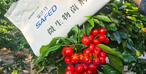 進口水溶肥怎么選？參考這三點就夠了！