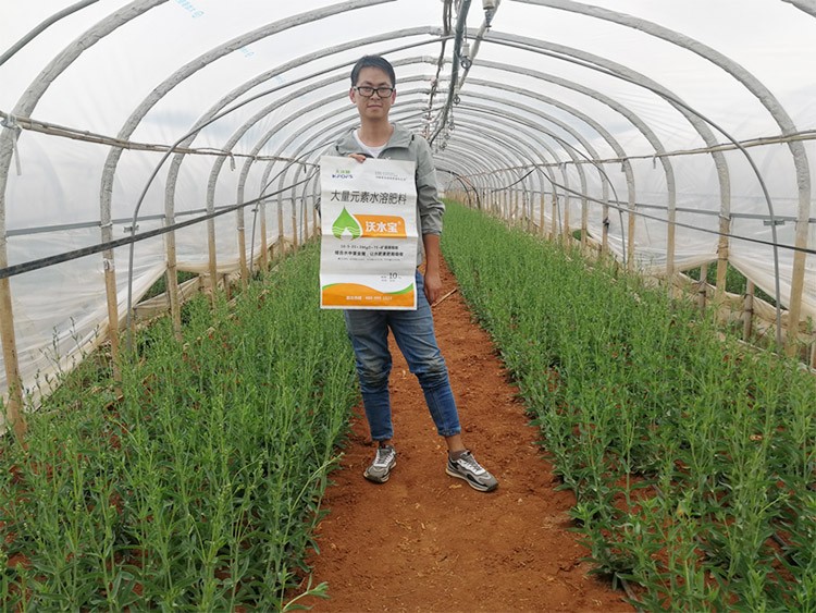 進(jìn)口水溶肥以色列的哪家好？