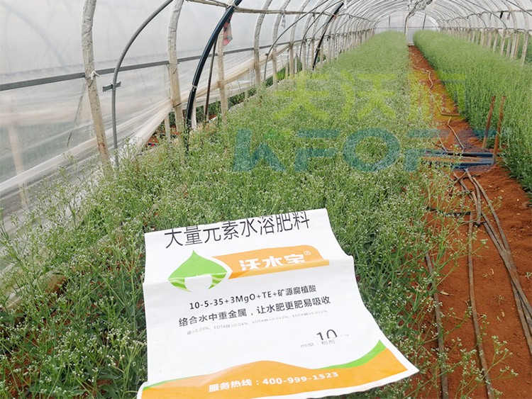 進(jìn)口水溶肥以色列的哪家好？