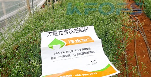 進口水溶肥以色列的哪家好？