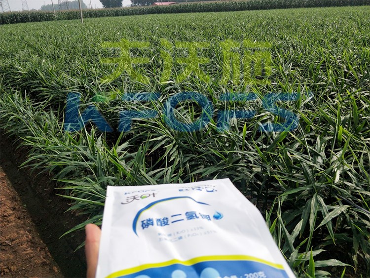 進口磷酸二氫鉀哪個品牌好？