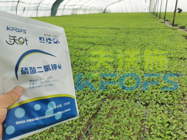 怎么選擇葉面肥廠家？看完就知道！