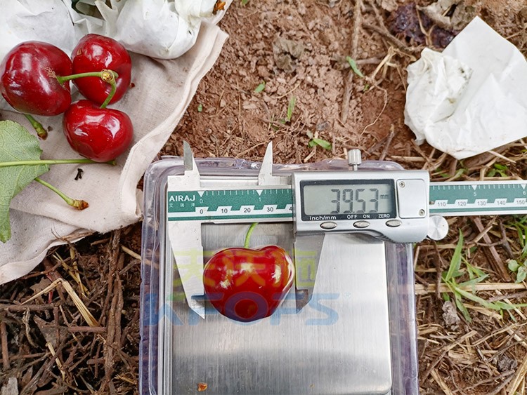 效果好的進口水溶肥，來看這款！