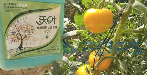 水溶肥的作用，不得不說太強大了！