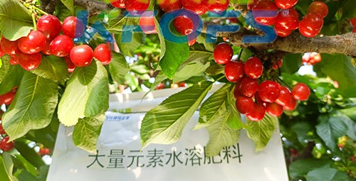 大量元素水溶肥為什么都說進口的好？