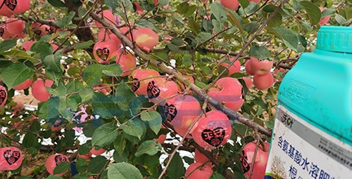 沃葉水溶肥效果怎么樣？怎么購買？