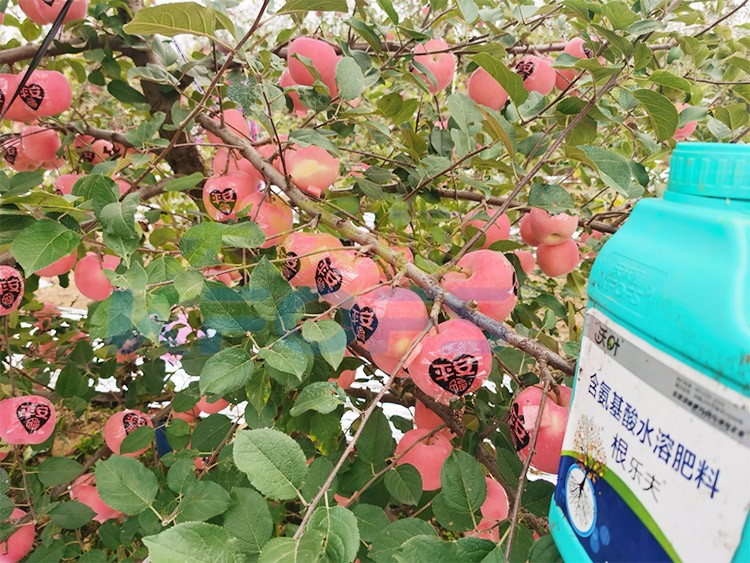 沃葉水溶肥效果怎么樣？怎么購買？