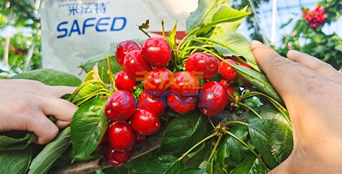 水溶肥用對了，果大果多品質(zhì)好！