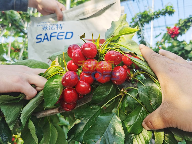 水溶肥用對了，果大果多品質(zhì)好！