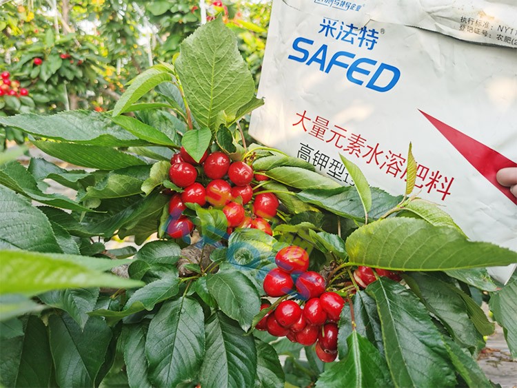 水溶肥用對了，果大果多品質(zhì)好！
