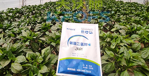 磷酸二氫鉀的正規(guī)廠家是什么樣的？