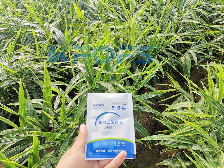 磷酸二氫鉀選這個品牌，不會錯！