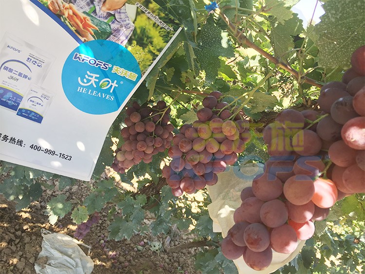 進(jìn)口磷酸二氫鉀和國產(chǎn)有什么區(qū)別？