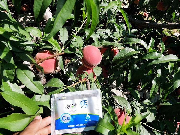 果樹補(bǔ)鈣用什么鈣肥好？