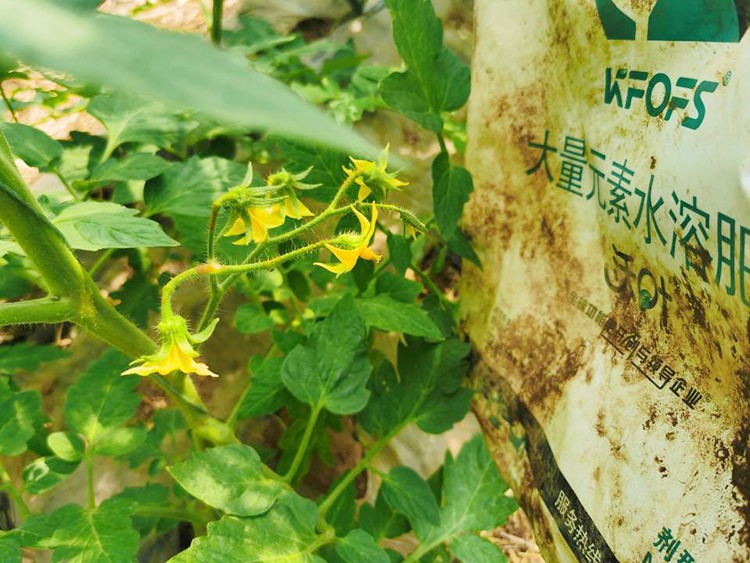 水溶肥哪種的效果好？看完別說(shuō)不知道了！