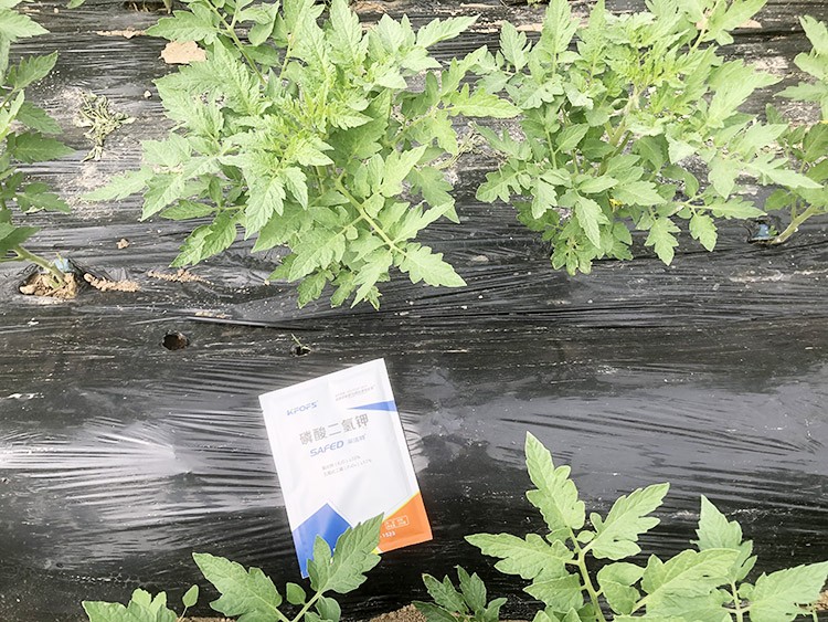 什么牌子的磷酸二氫鉀好？這個答案不要錯過！