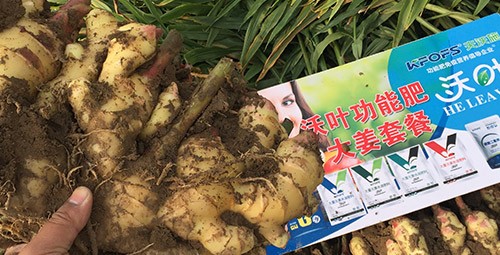 進(jìn)口水溶肥還不知道沃葉？虧大了！