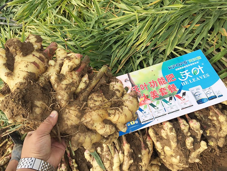 進(jìn)口水溶肥還不知道沃葉？虧大了！